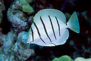 Convict Tang, juvenile, Puako, 25 feet, 90mm lens