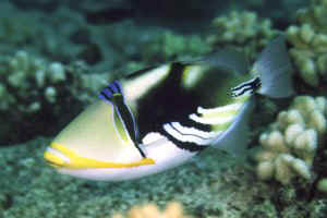 Lagoon Triggerfish, Makapu'u, Oahu, 25 feet, 90mm