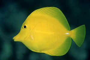 Yellow Tang, Puako, Hawaii, 30 feet, 90mm