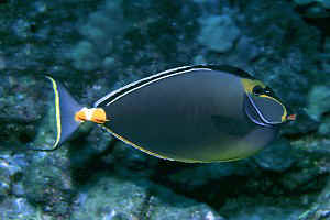 Orangespine Unicornfish, 20 feet, Hanauma Bay, 90mm lens