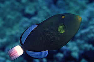 Pinktail Triggerfish, Puako, 30 feet, 90mm